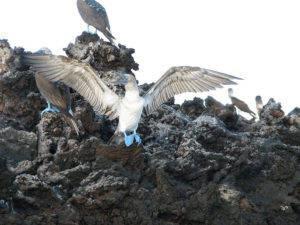 Blue-footed-Booby-14