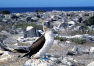 Blue-footed Booby (Sula nebouxii), Galápagos Islands, Ecuador
