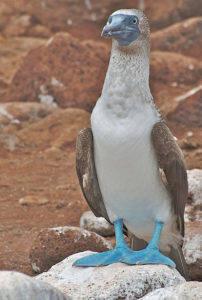 Blue-footed-Booby-8